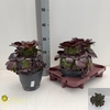 arr8 Aeonium Ab Velours