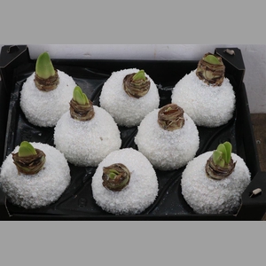 Wax Hipp Snow Topline Wit