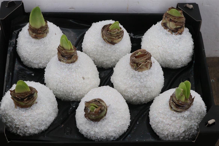 <h4>Wax Hipp Snow Topline Wit</h4>