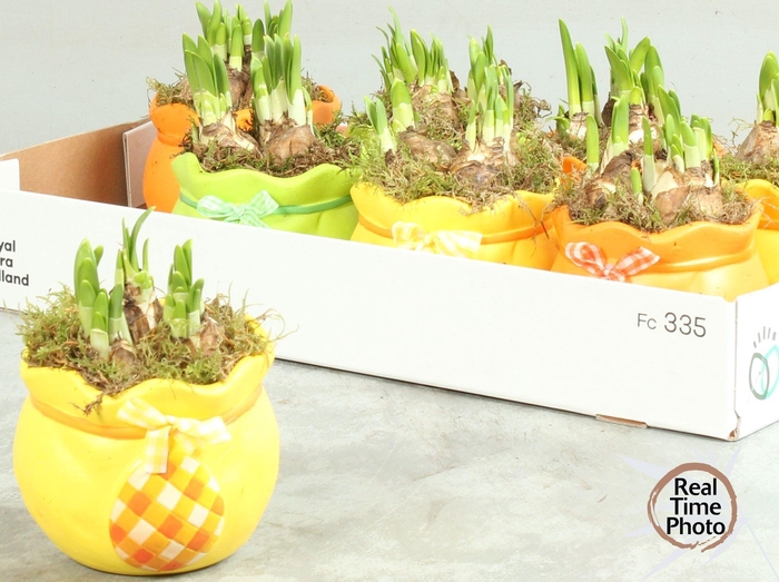 <h4>ARR NARCISSUS</h4>