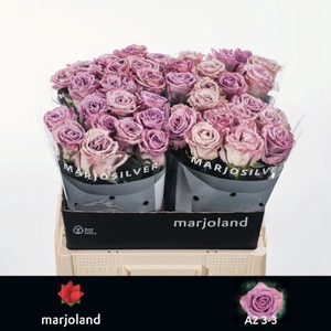 R Gr Nayeli Marjoland A2