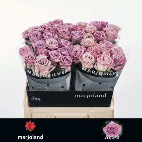<h4>R Gr Nayeli Marjoland A2</h4>