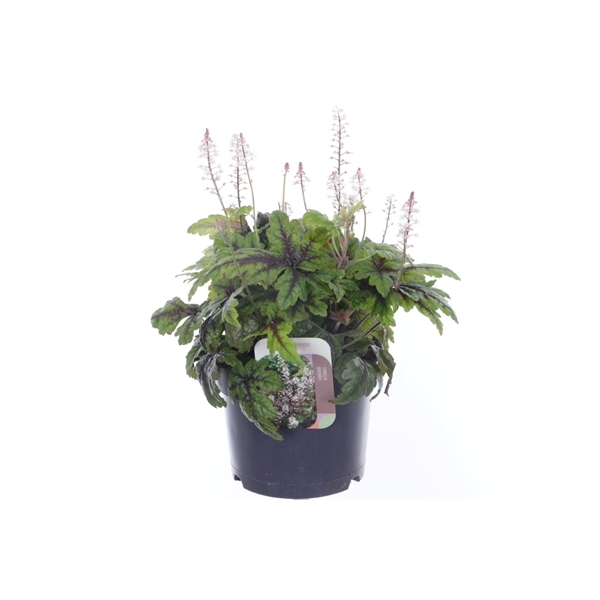 <h4>Tiarella cordifolia Sugar and Spice</h4>