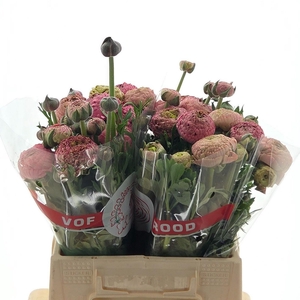 RAN AAZUR ANTIQ ROSE