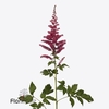 Astilbe hard rock