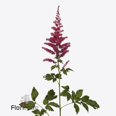 <h4>Astilbe hard rock</h4>