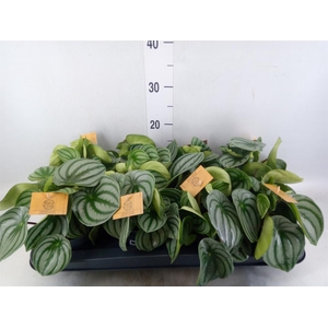 Peperomia argyreia