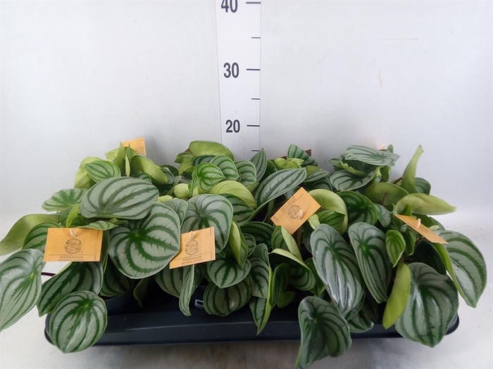 Peperomia argyreia