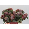 Banksia Coccinea