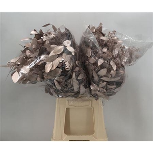 Col Pop Bes Champagne