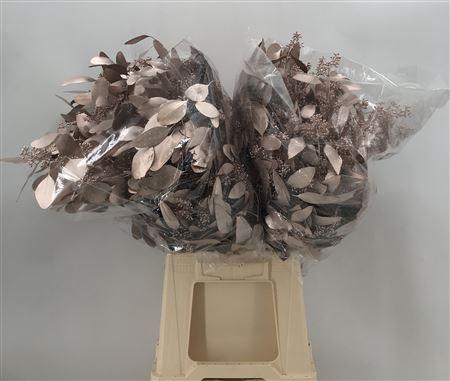 <h4>Col Pop Bes Champagne</h4>