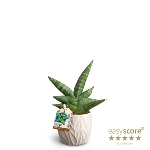 SANSEVIERIA BONCELLENSIS p7 starfish leaf s