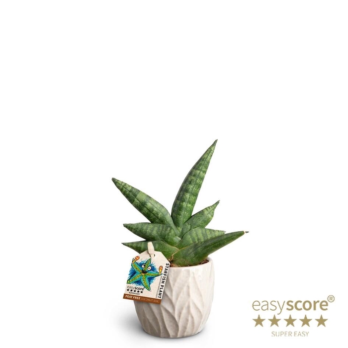 <h4>SANSEVIERIA BONCELLENSIS p7 starfish leaf s</h4>