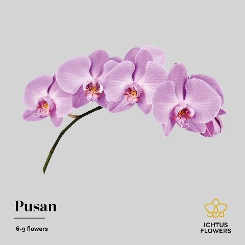 <h4>Phal T Anthura Pusan</h4>