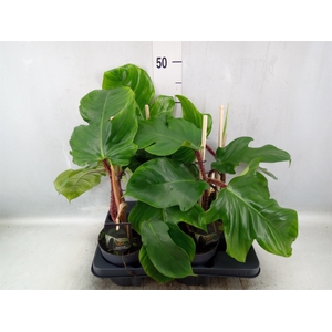 Philodendron squamiferum