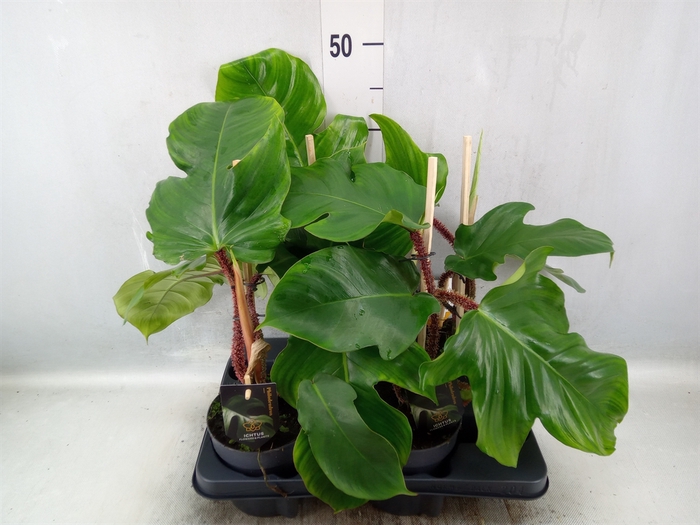 Philodendron squamiferum