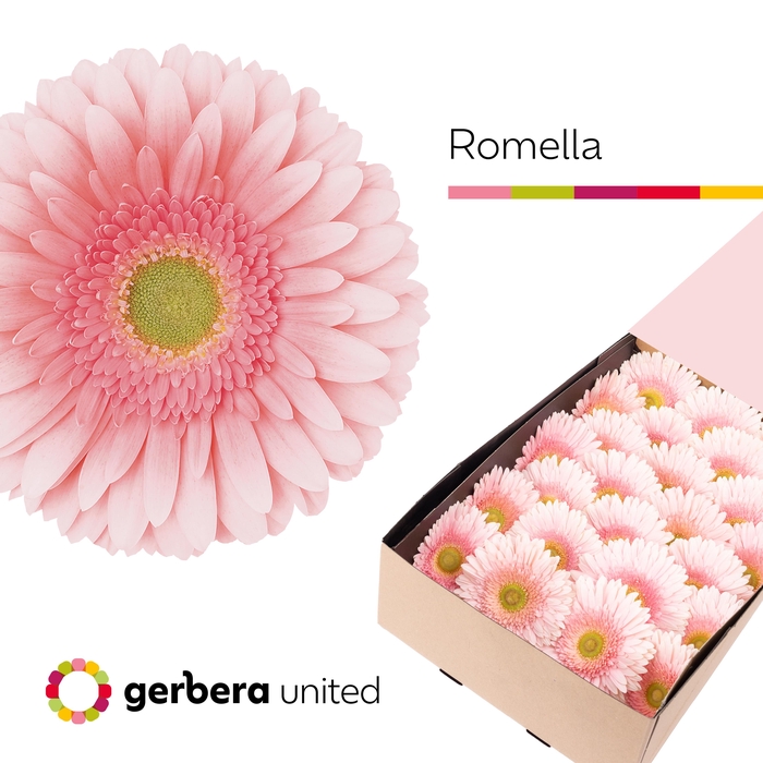 <h4>Gerbera Romella Doos</h4>