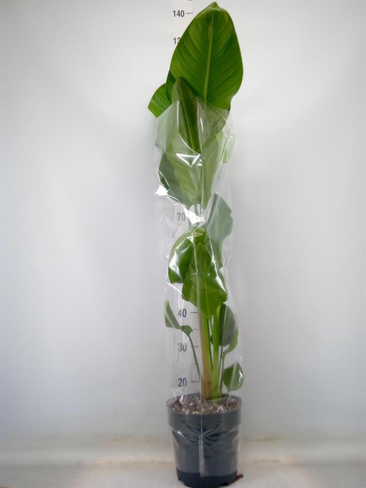 <h4>Strelitzia nicolai</h4>