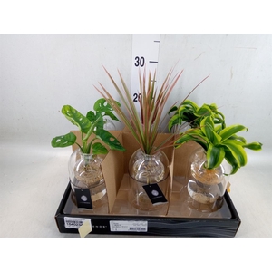 Arr.   Kamerplant Groen L%