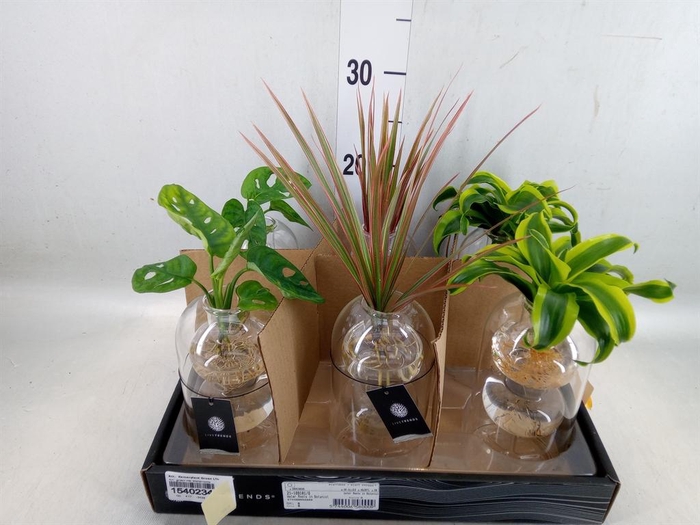 <h4>Arr.   Kamerplant Groen L%</h4>