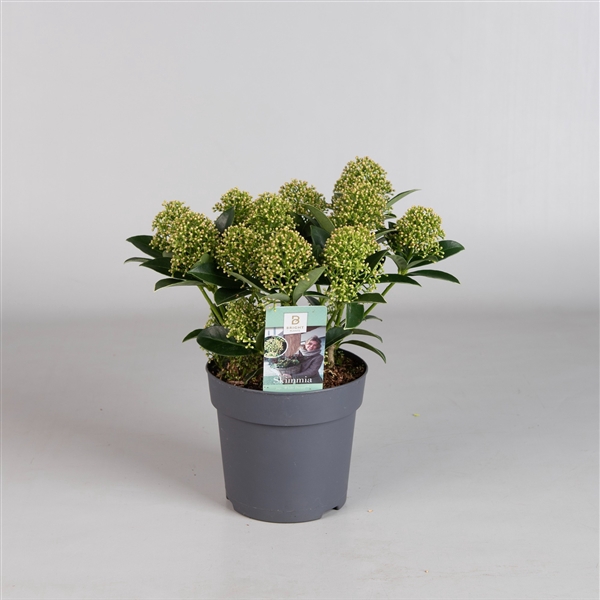<h4>Skimmia White Dwarf 10+</h4>