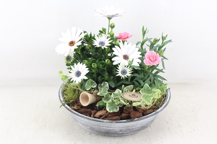 <h4>arr4 Outdoor PL - Zink antiek schaal Los</h4>