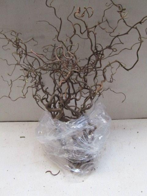 <h4>CORYL AV CONTORTA</h4>