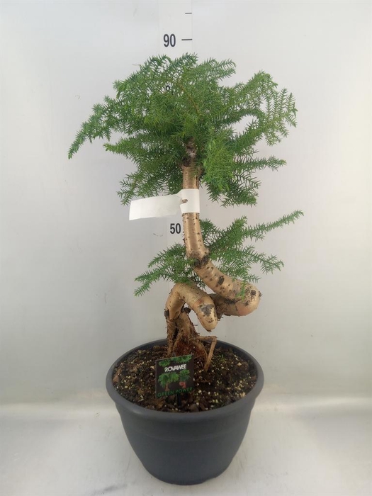 <h4>Araucaria   ...</h4>