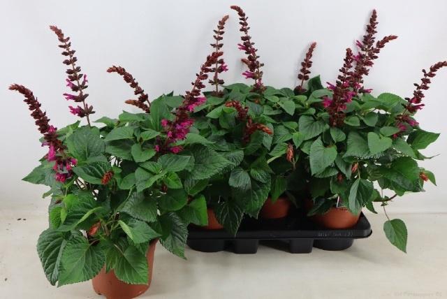 <h4>SALVIA  LAKE FLAMING</h4>