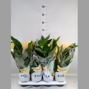 Spathiphyllum  'Diamond'