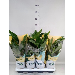 Spathiphyllum  'Diamond'