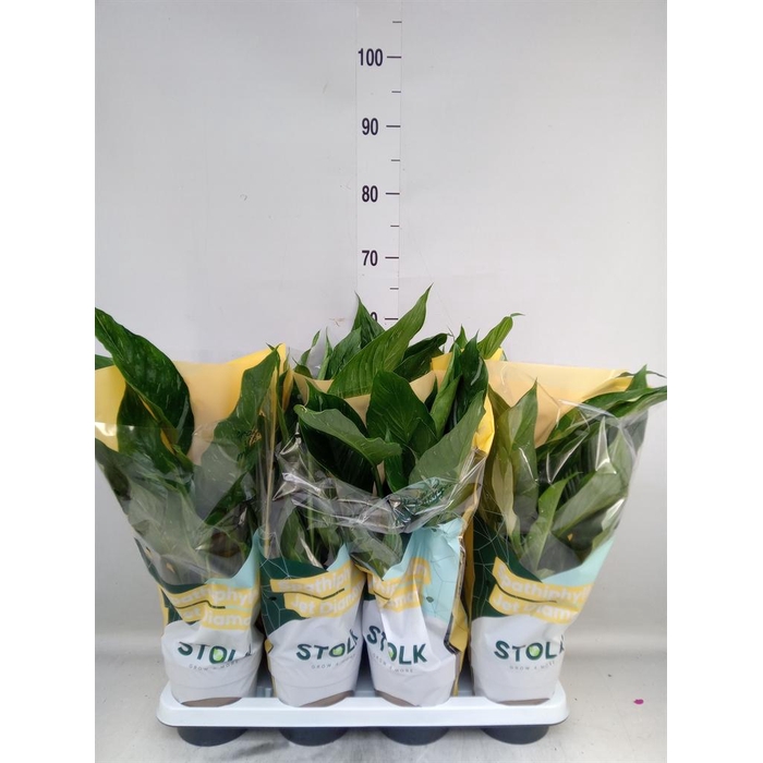 <h4>Spathiphyllum  'Diamond'</h4>