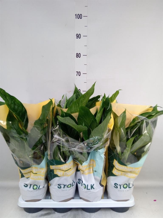 Spathiphyllum  'Diamond'