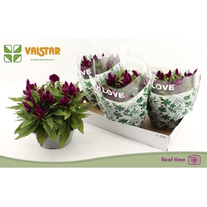 Celosia Intenz
