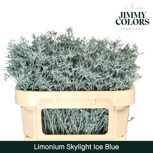 Limonium Skylight L70 Ice blue