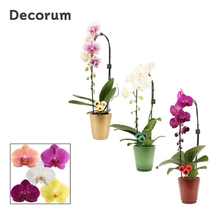 <h4>Phalaenopsis cascade 1 tak mix in Mariah met kerstballen bijstek</h4>