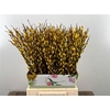 Salix Klb Yellow
