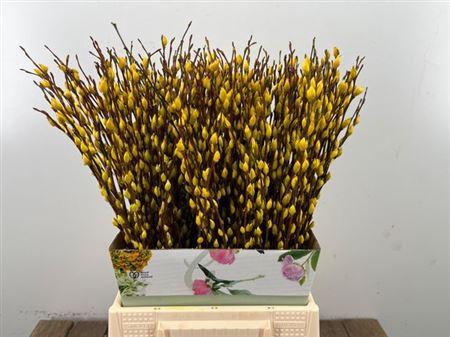 Salix Klb Yellow