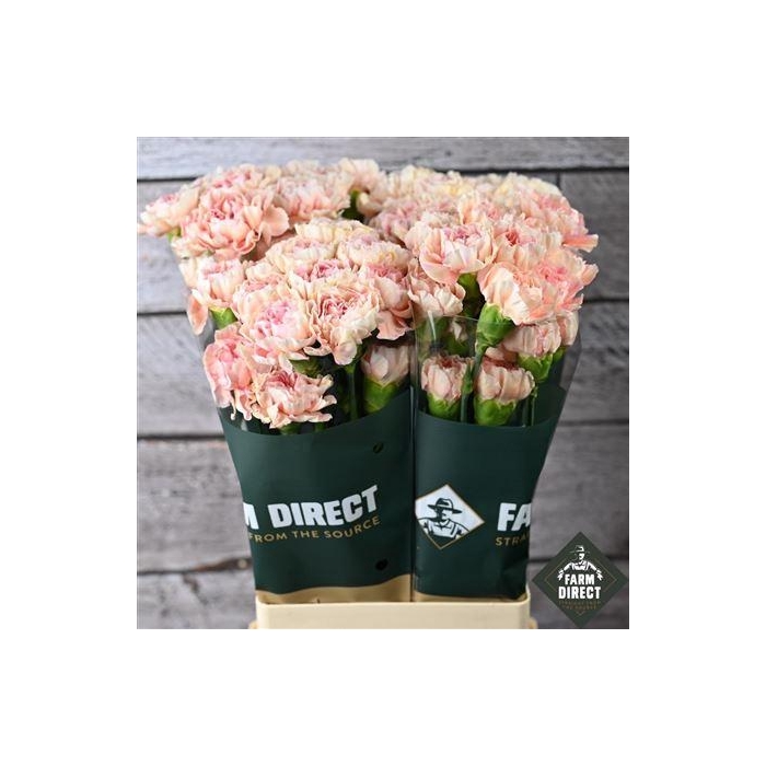 <h4>Di St Happy Hoshi</h4>