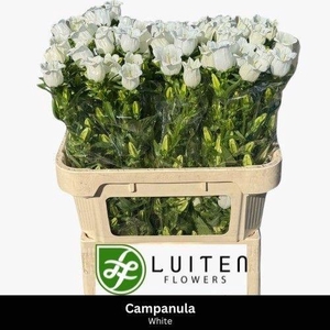 Campanula M Champion White