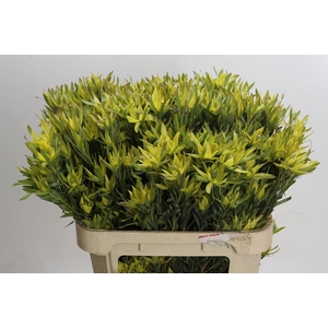 Leucadendron Pisa Spray