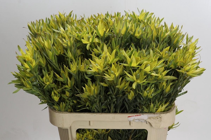 Leucadendron Pisa Spray
