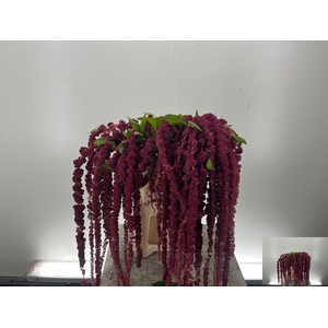 AMAR CA RED CORD