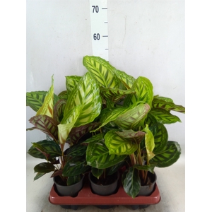 Calathea   ...