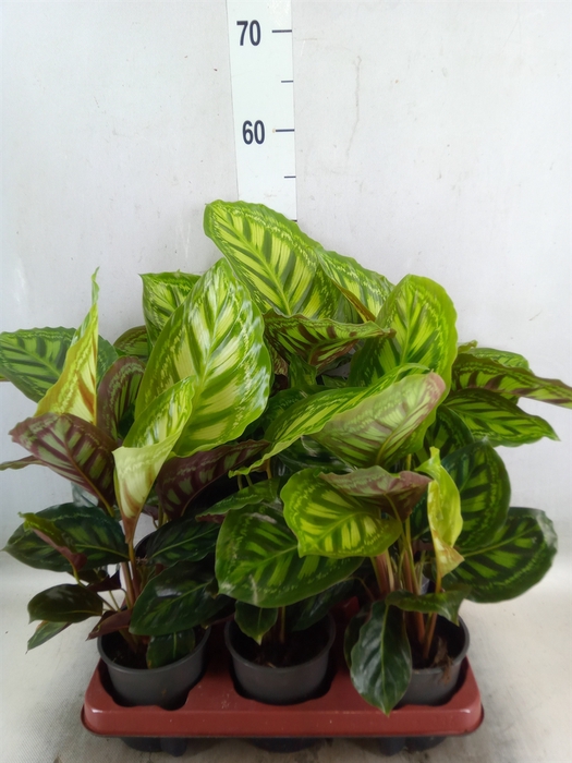 <h4>Calathea   ...</h4>