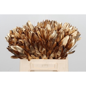 Leucod Kl Bh Antiek Goud