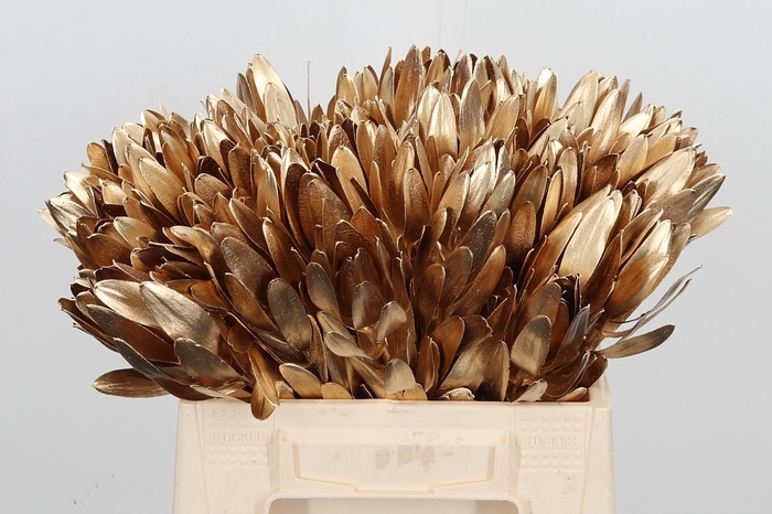 <h4>Leucod Kl Bh Antiek Goud</h4>