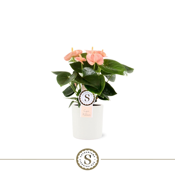 <h4>Bari keramiek 9cm Spirit</h4>