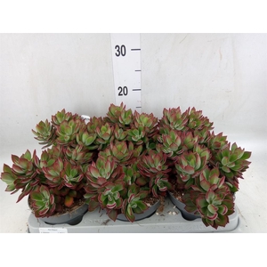 Echeveria pulvinata 'Devotion'