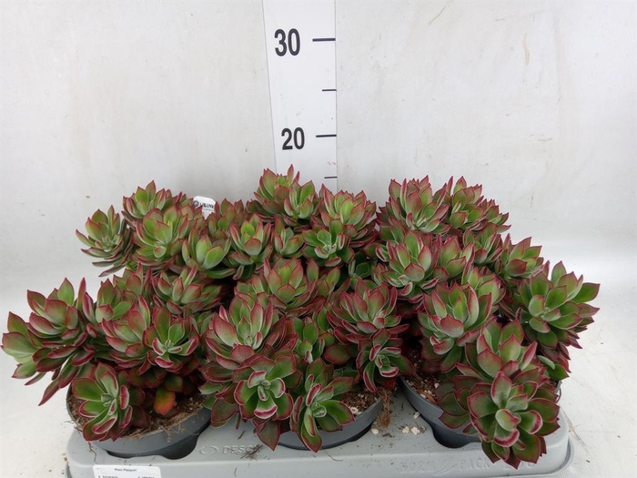 <h4>Echeveria pulvinata 'Devotion'</h4>